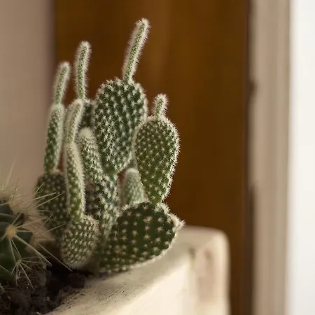 Peggy Couette-café Trieste